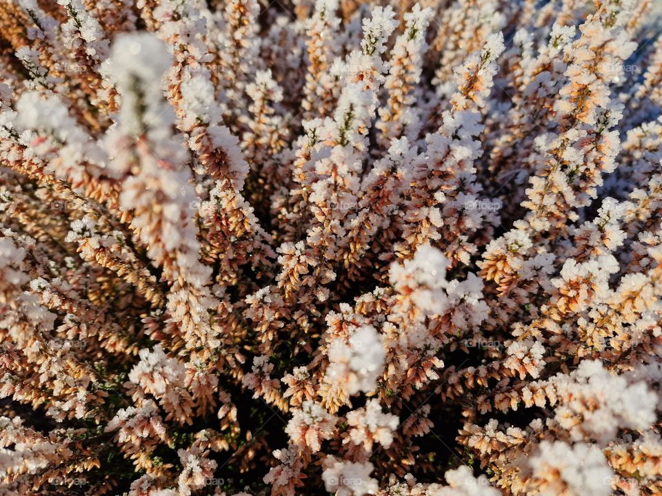 Heather with frost