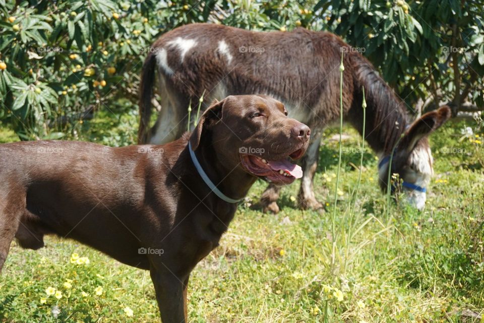 Dog#donkey#friends#garden#nature