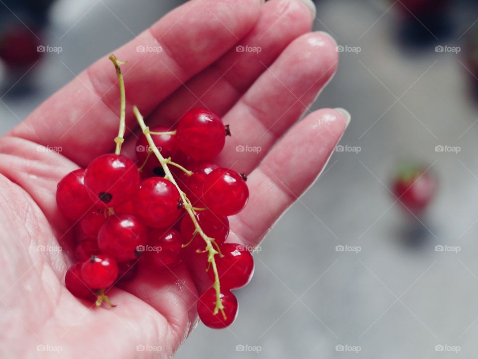 Red currants