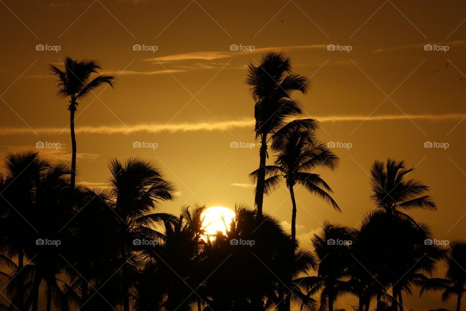 sunrise over palms