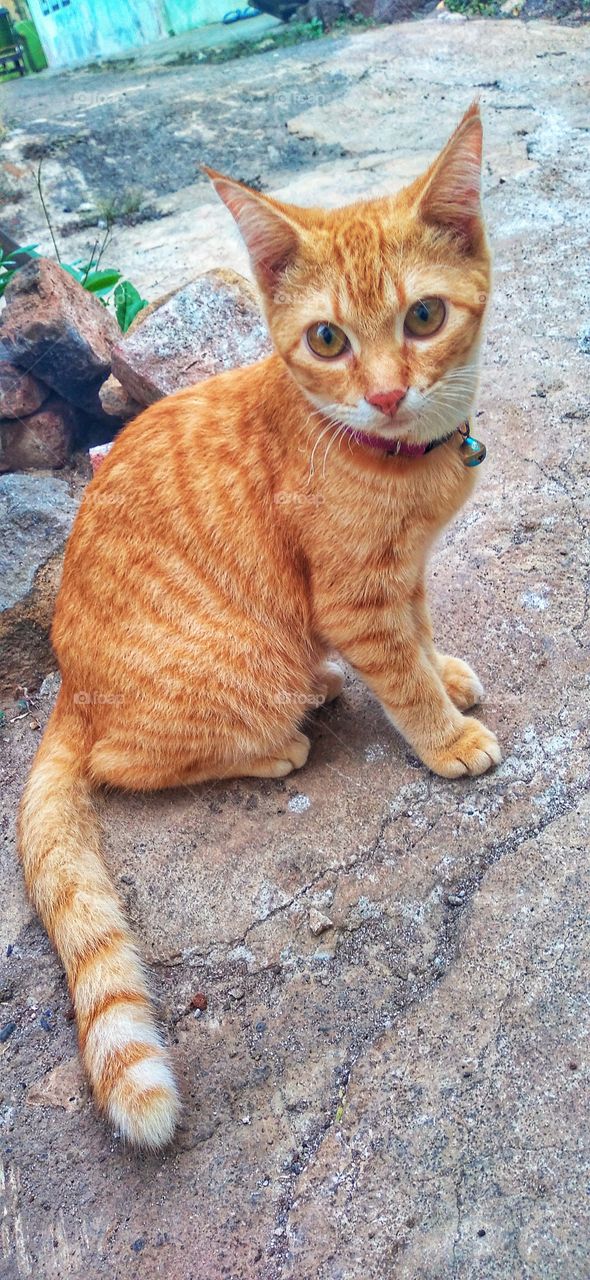 Cute cat sitting in the yard
