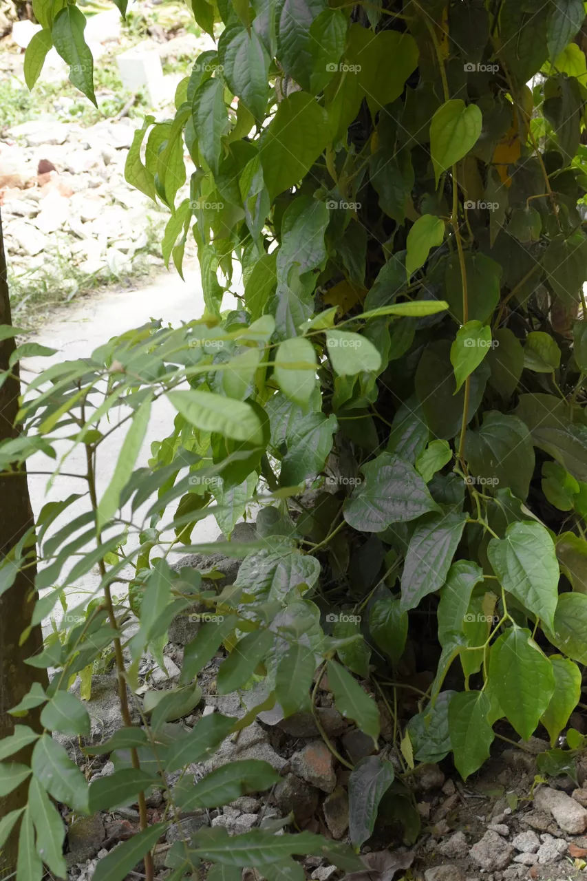 leaves