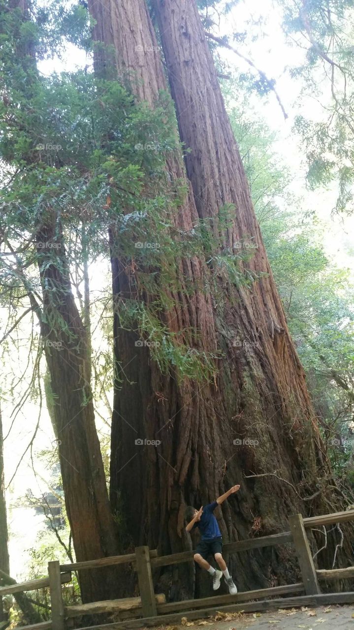 redwoods