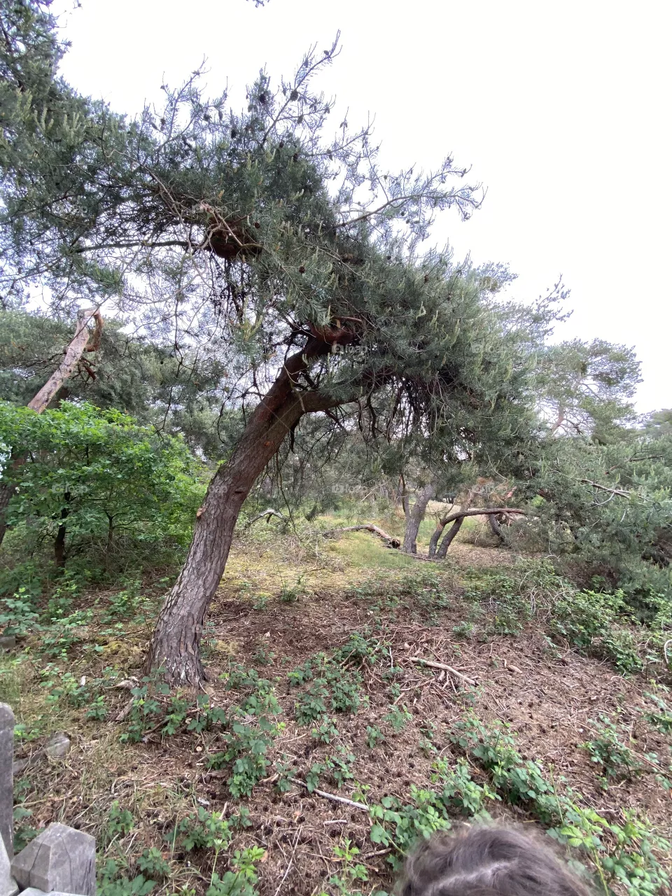 Old tree 