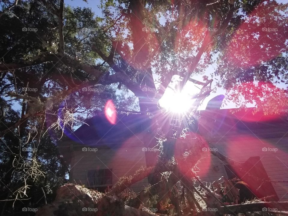 sun through the trees