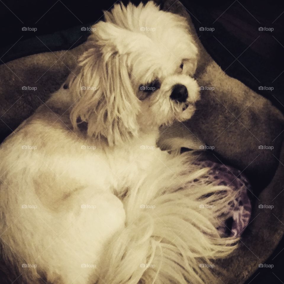 My 1st adopted fur baby named "Riah". She's a Lhasa Apso, also a rescue.