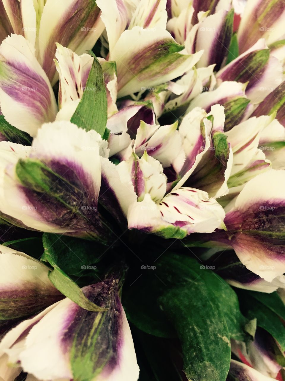Dark pink and white lilies in a bunch.