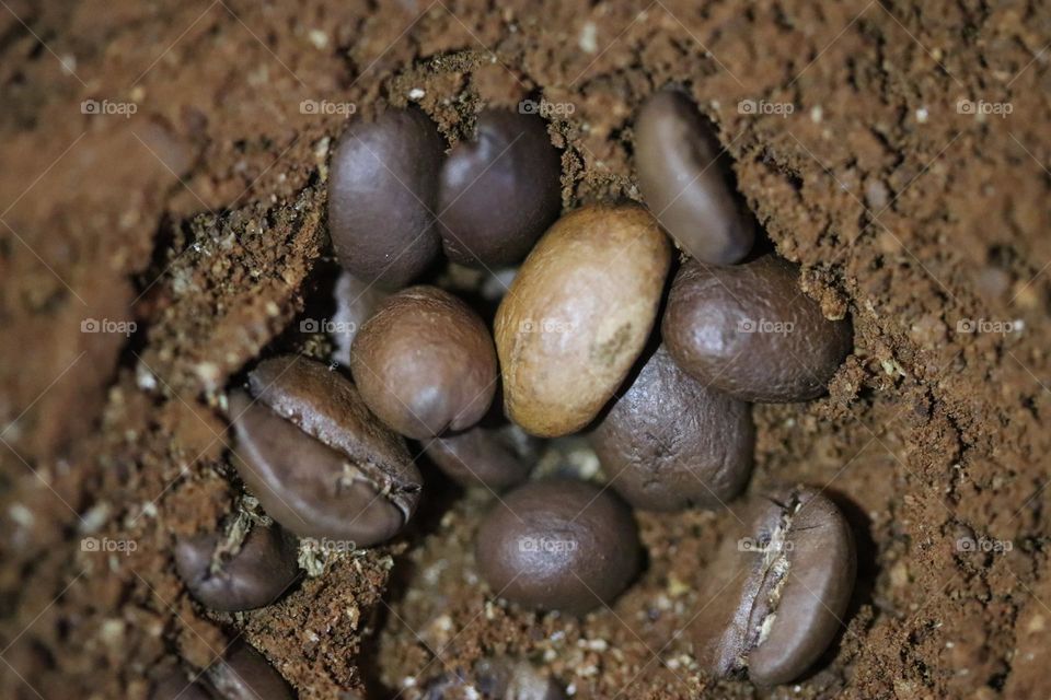 Coffee beans and ground coffee