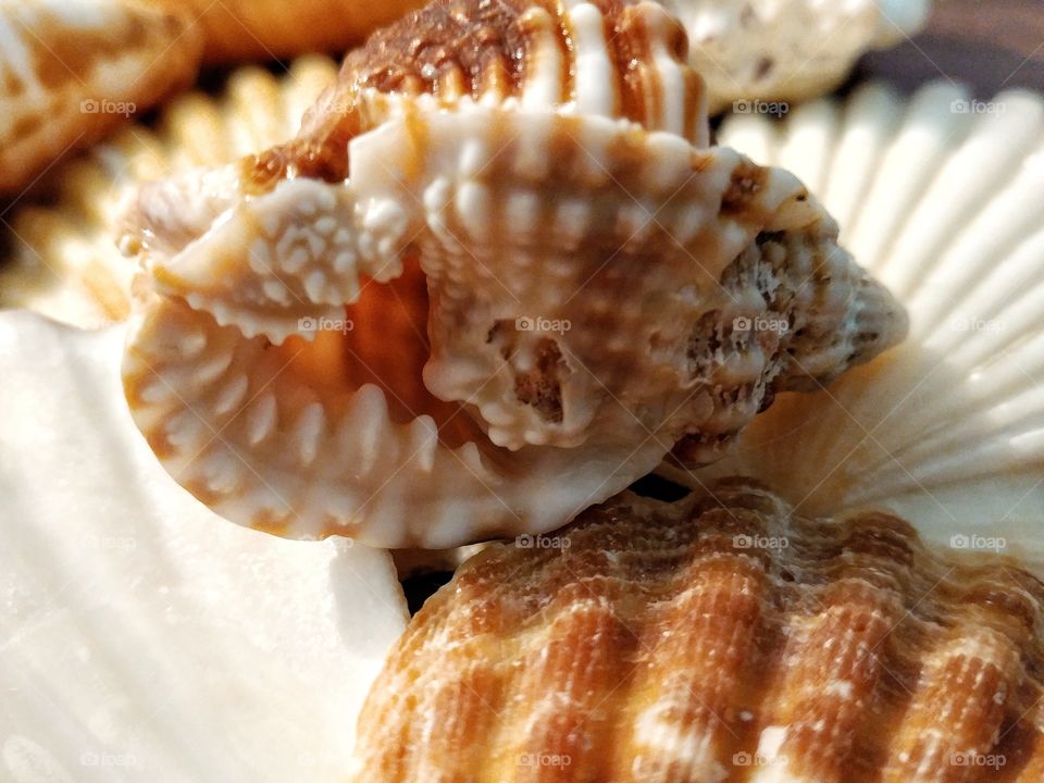 Knobbly shell
