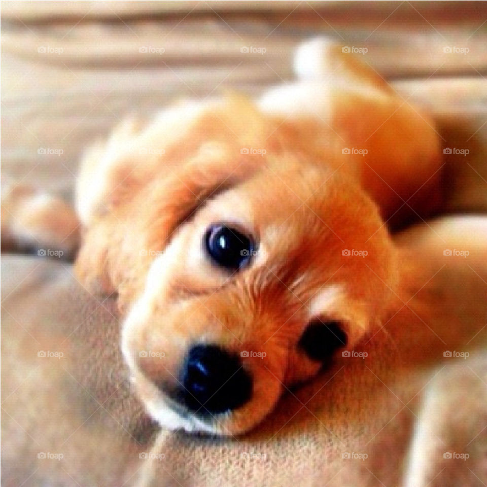 dog toy cute puppy by Barak