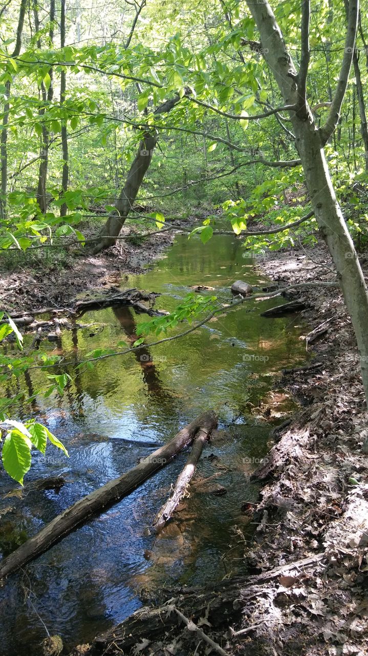beauty on the creekside