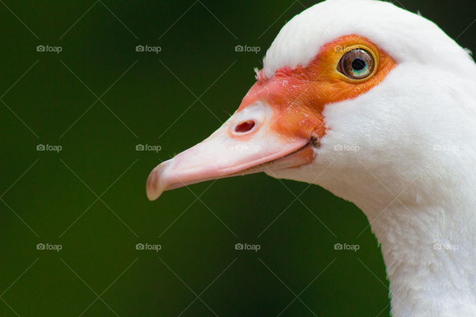 Bird, No Person, Wildlife, Duck, Nature