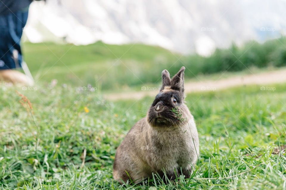 Happy rabbit wandering free at a farm located in the Dolomites, Italy.