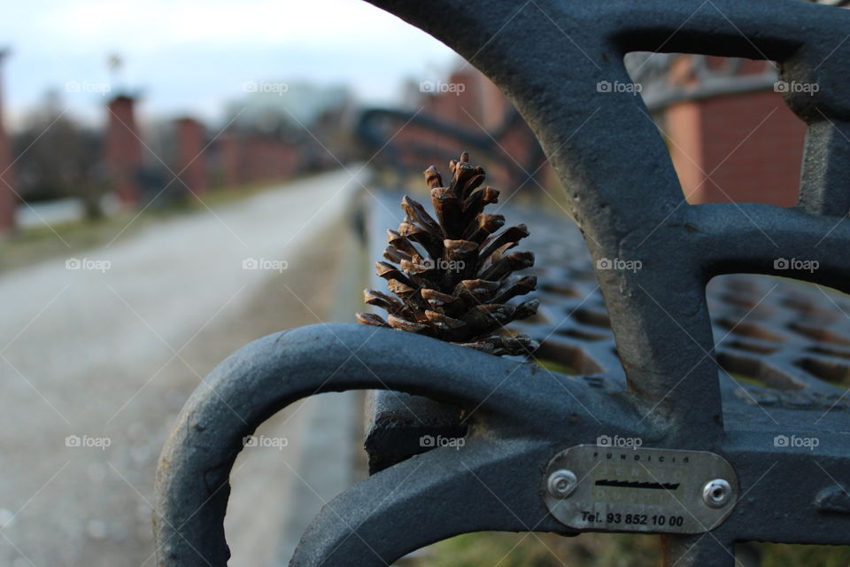pine cone on the bench