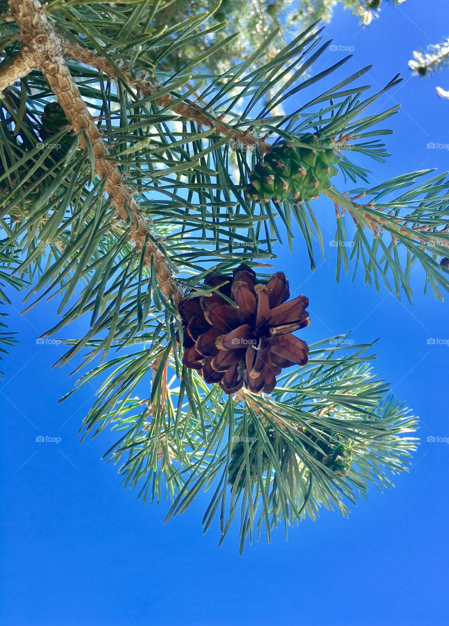 One brown pine cone hanging under a blue sky. Brown surrounded by a world of green. Pine tree.