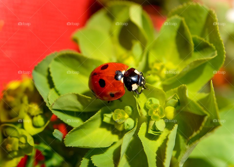 Ladybug