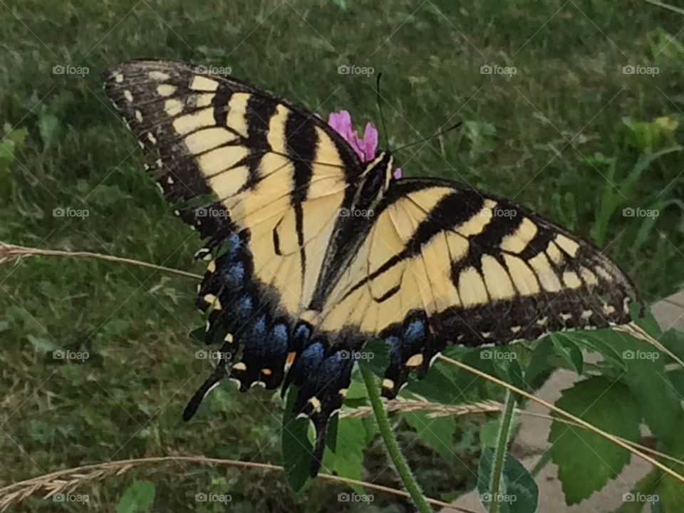 Garden beauty. Butterfly in the garden getting pollen