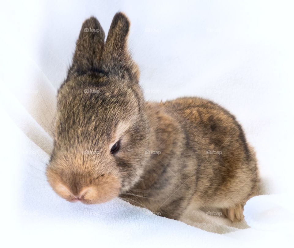 Close-up of baby rabbit
