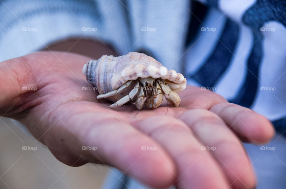 Encounter with the Hermitage Crab