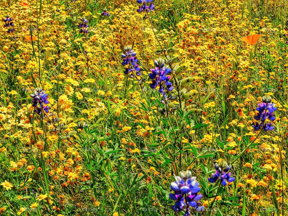 California Coastal Wildflowers