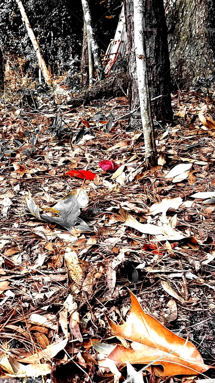 a trail of colorful leaves