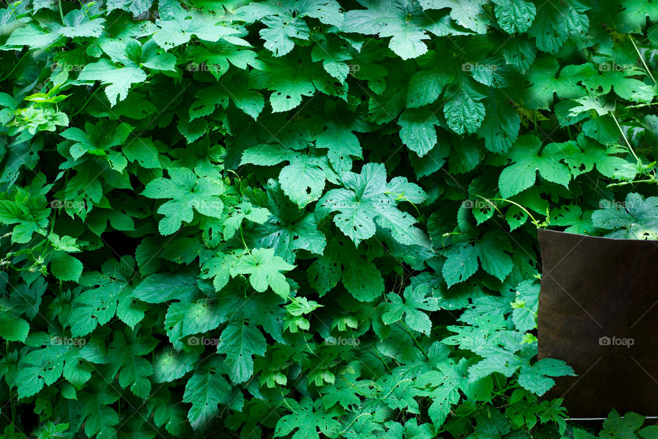 Green leaves background