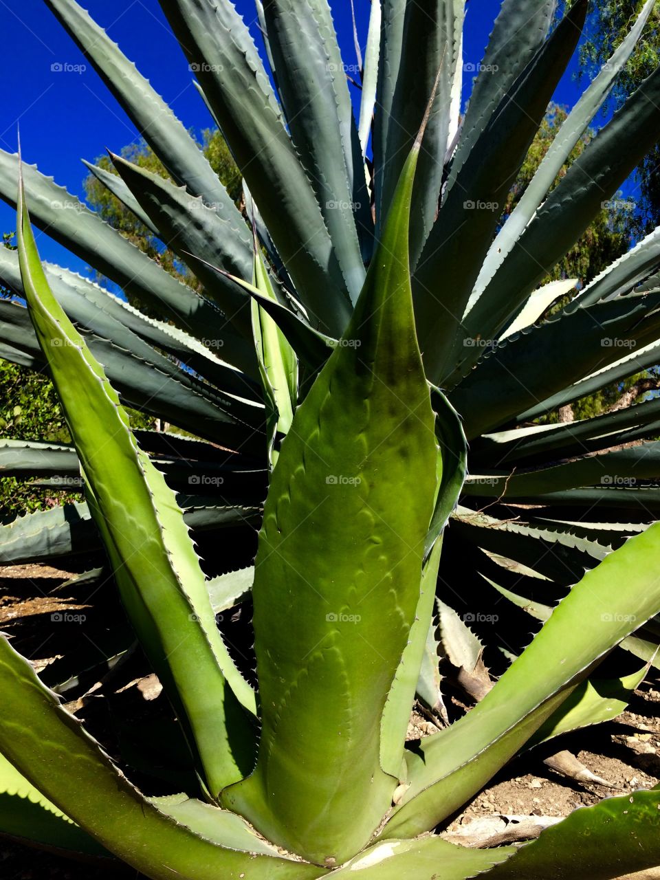 Aloe