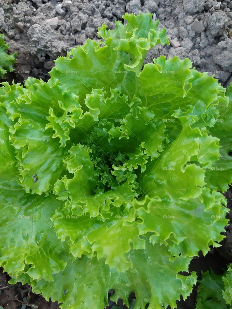 leaf vegetable