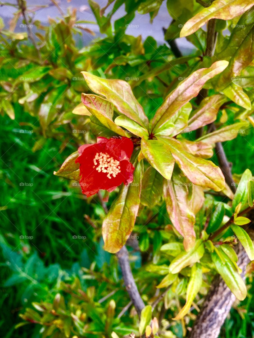 red pomegranate flower