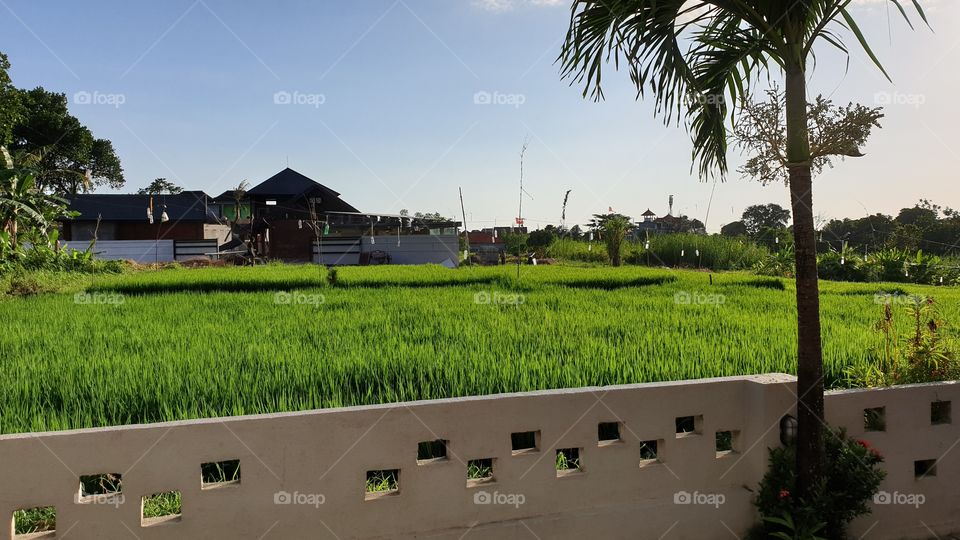 Rice field, Bali