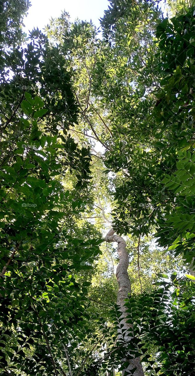 Nature's Veil: A tranquil Dance of lights and Leaves
