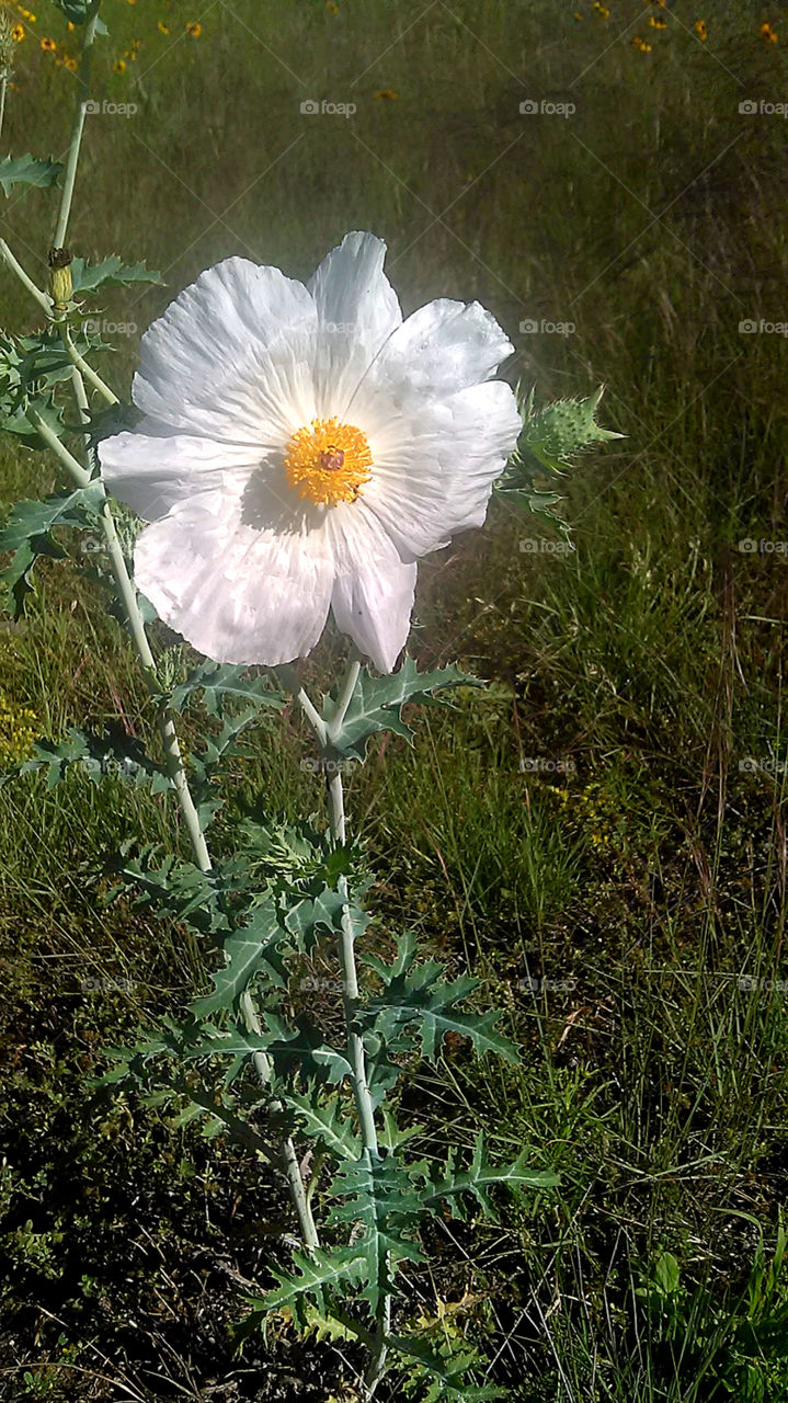 white flower. there was a tiny bee crawling on this flower