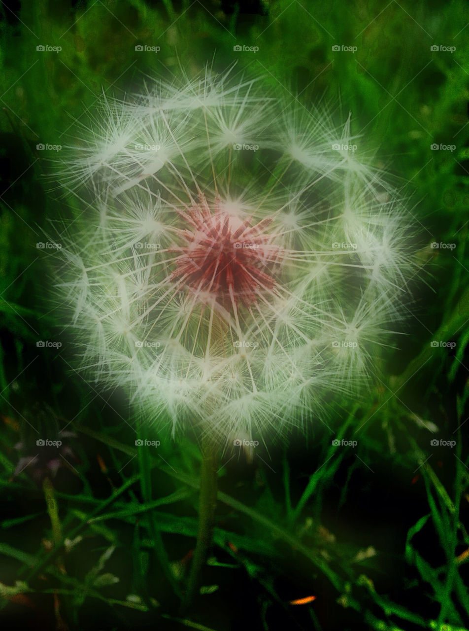 dandelion weed grass plant by kevag