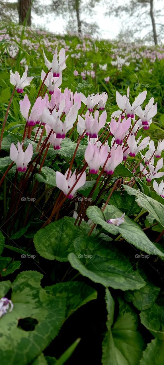 Cyclamen hederifolium Aiton