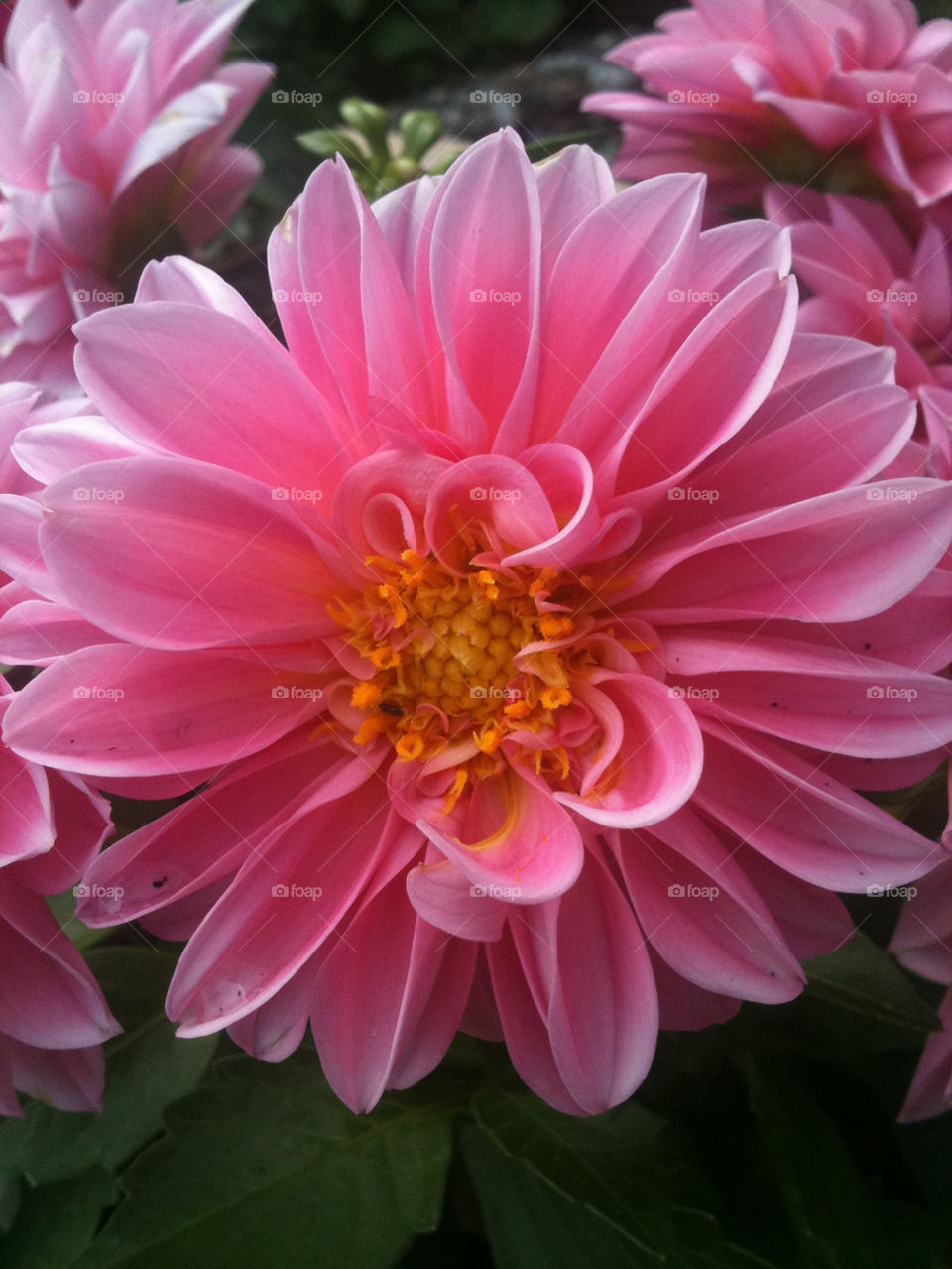 sweden garden plants flora by gitt123