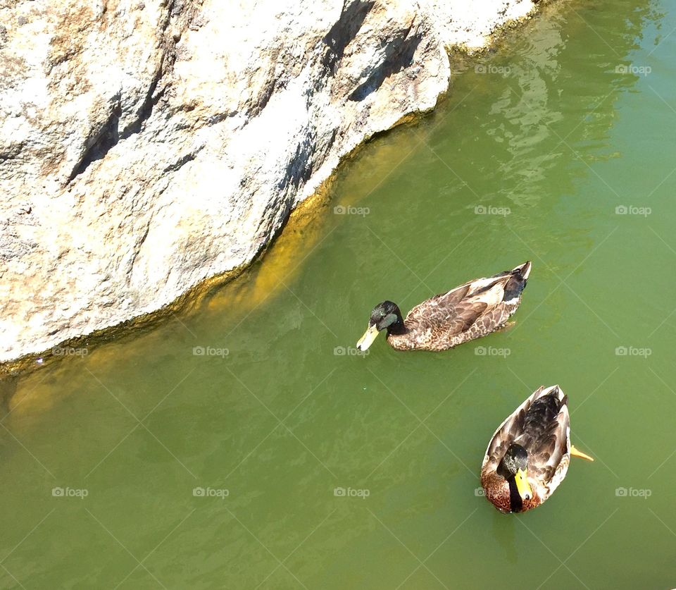 My favorite ducks in the pond. I call them the "couple". 
