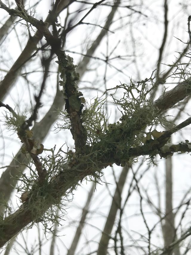 Moss 