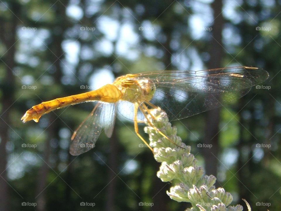 Golden dragonfly sitting on top of butterfly bush bud. Woodland in background, sunny day casting shadows.
