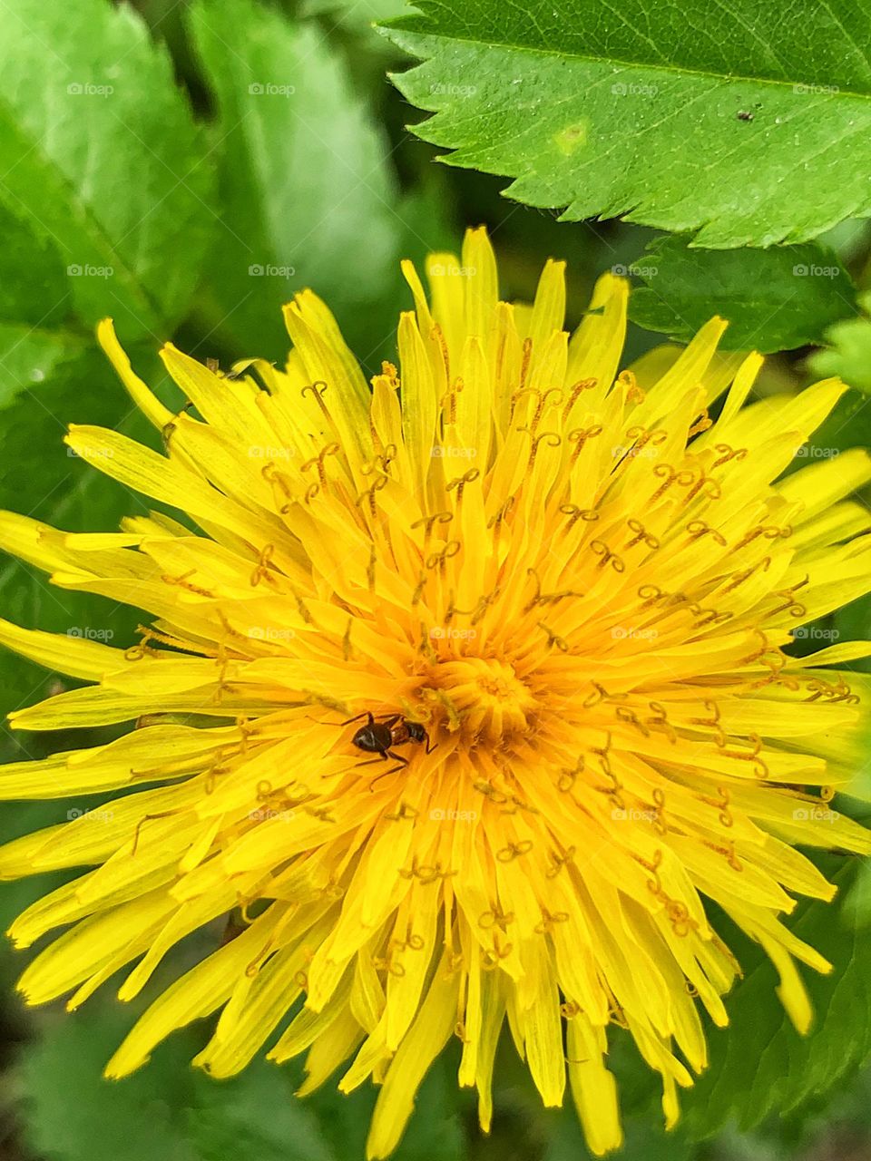 Ant crawling on common dandelion 