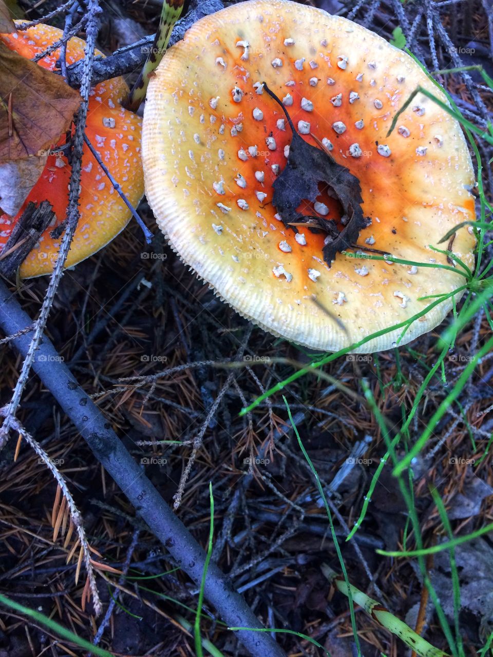 Mushroom toadstool 