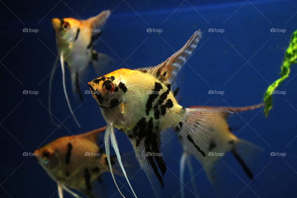 aquarium fish