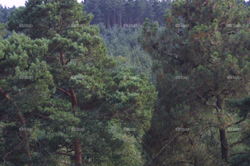Tree, No Person, Conifer, Wood, Nature