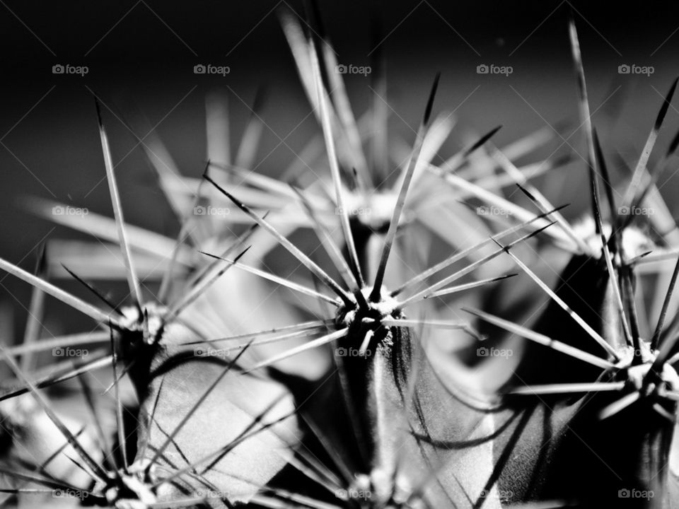 cactus, thorns, plant, black white ...