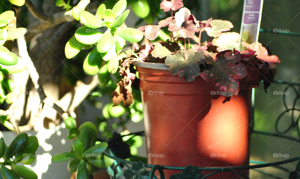 house plants in garden