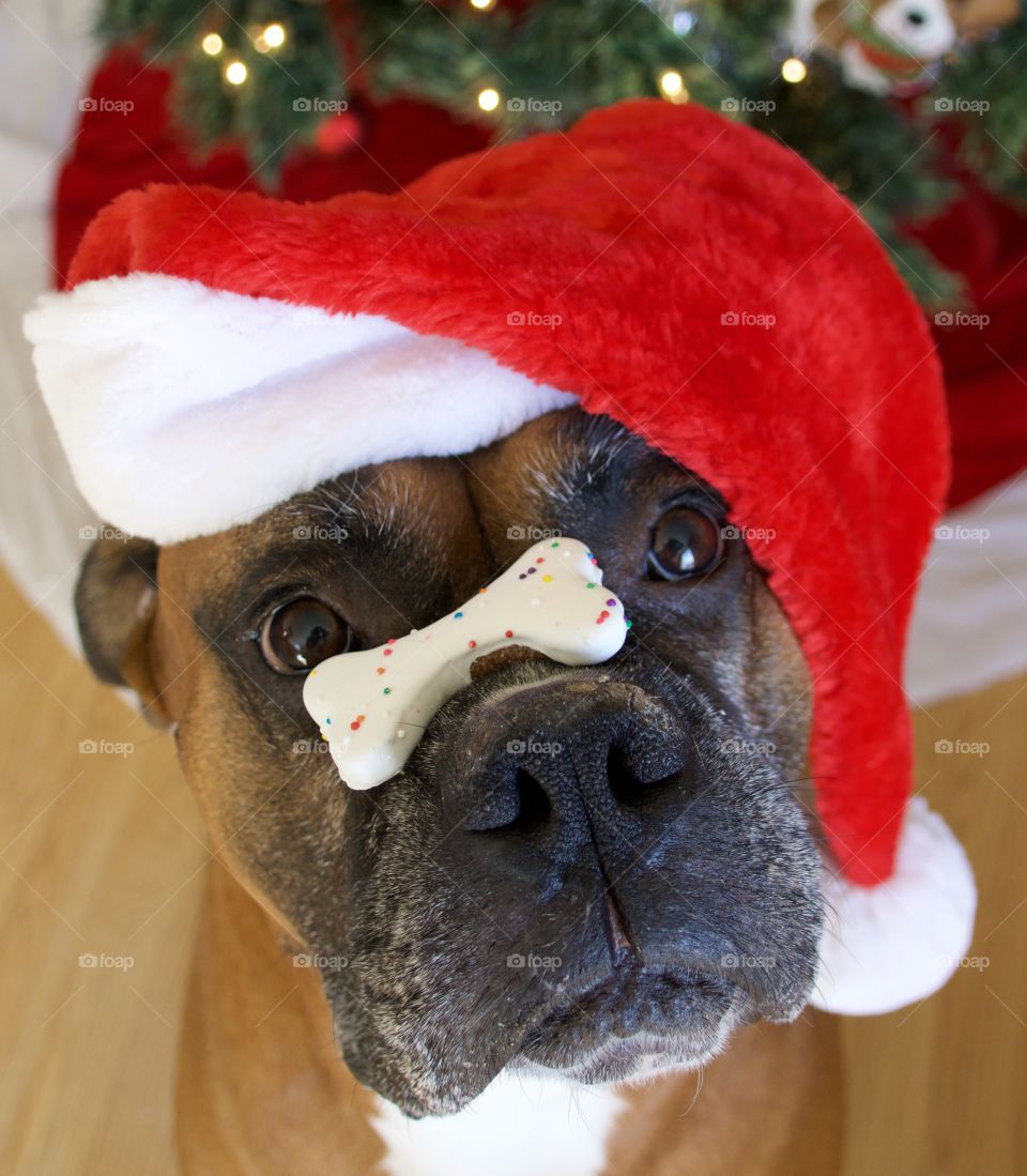 Christmas celebration, boxer balancing a dog treat on his snout while wearing a Santa hat