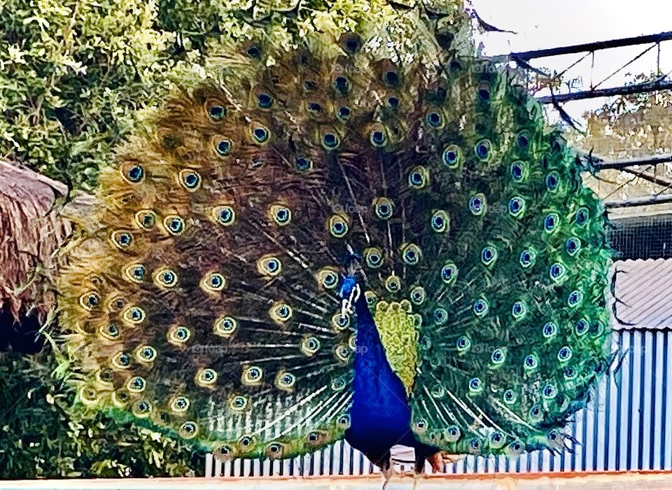 Peacock 