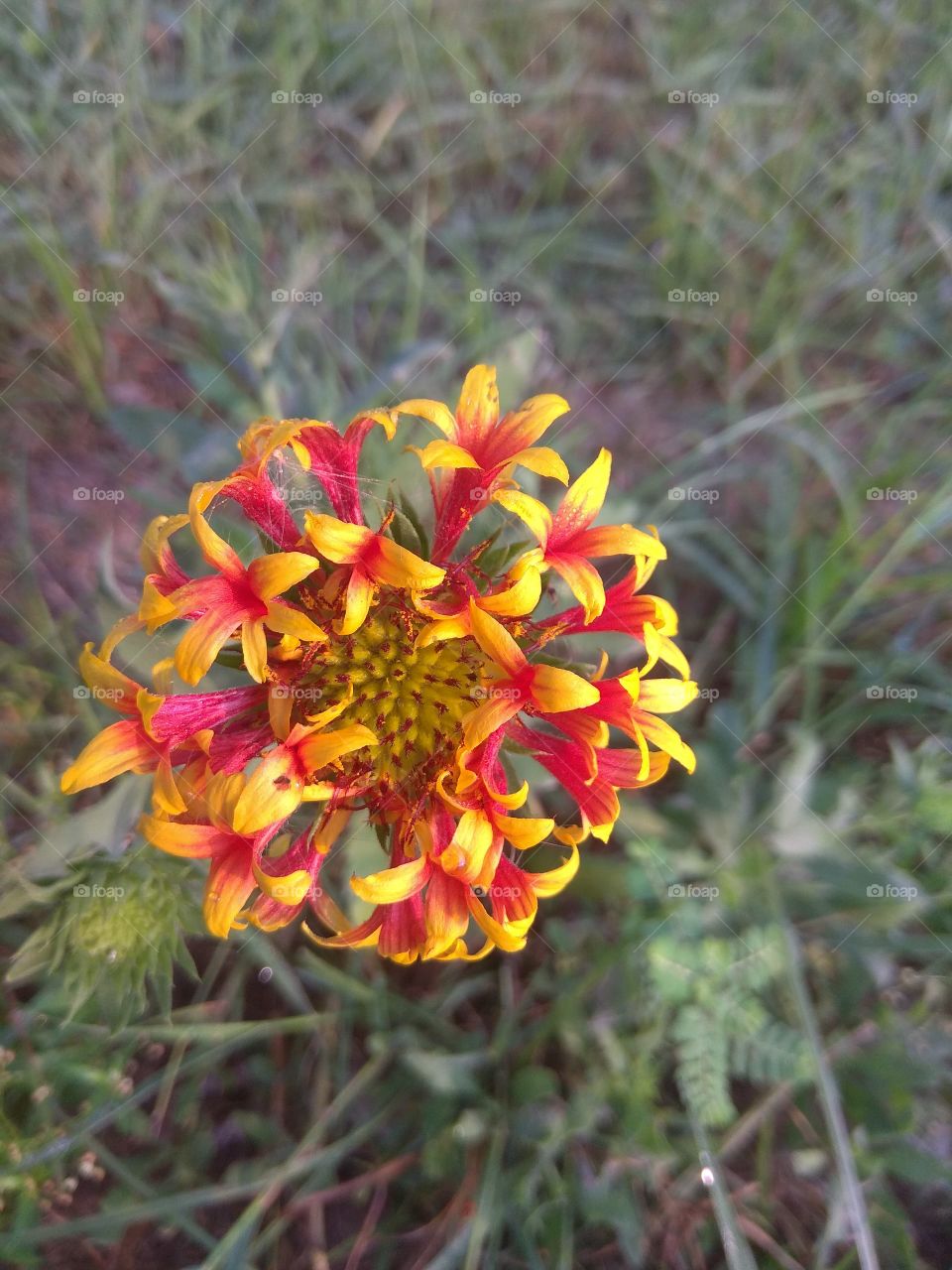 beautiful small flower close up