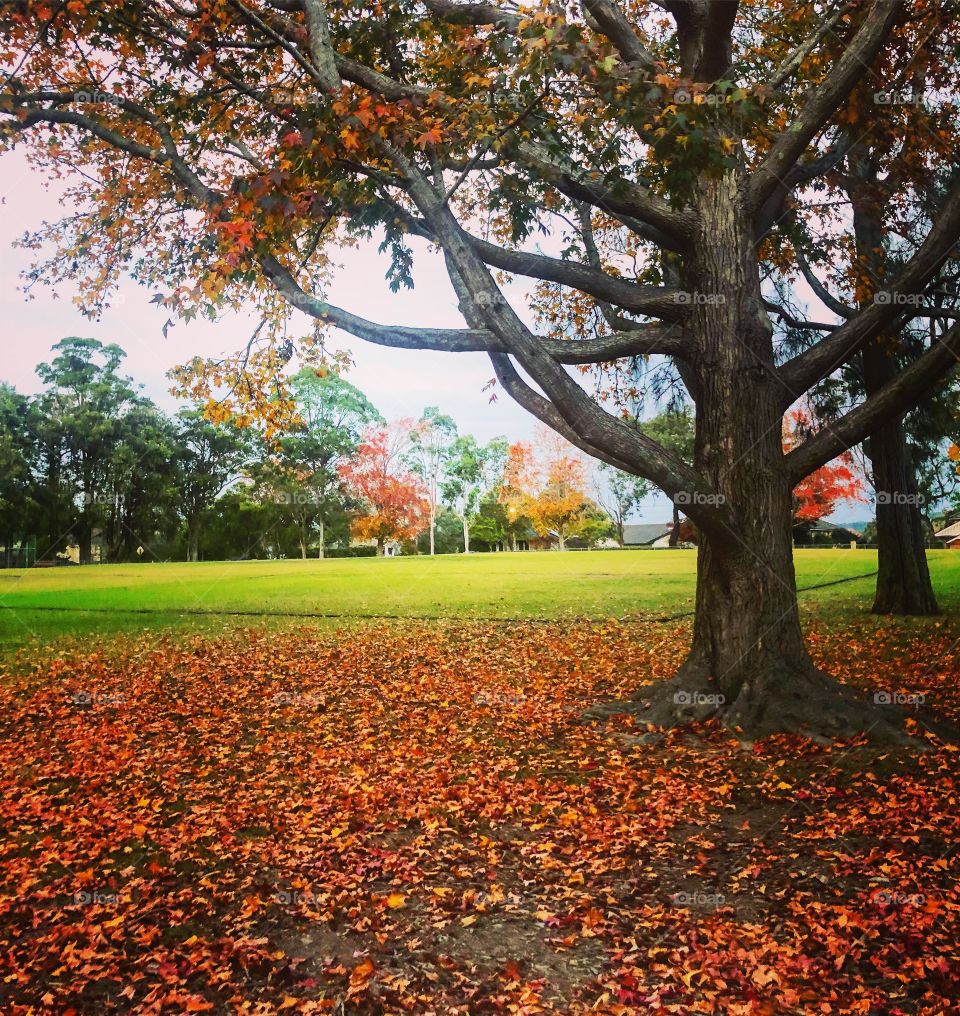 Autumn leaves at the field 