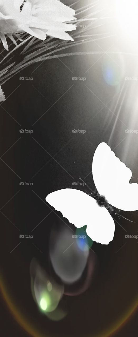 bw butterfly in light flare