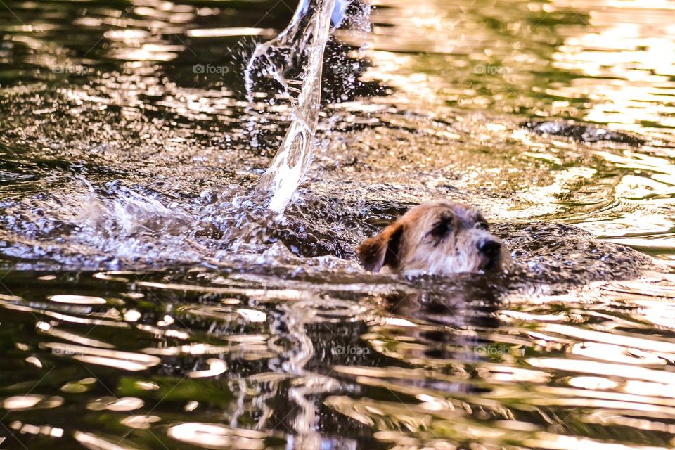 Dog bathing. Dog bathing and making big splash